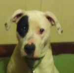 thumbnail_kimg1055-shiro-on-couch